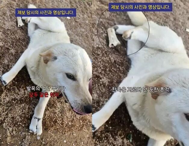 발목 4개 다 잘린 백구 발견…"기어다니며 살아남은 듯, 극단적 학대" 충격[영상]