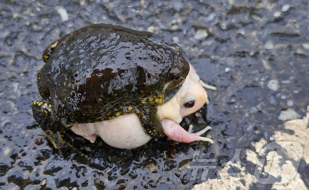(대전=뉴스1) 이동원 기자 = 최근 대전에서 국내에서는 두 번째로 온몸이 하얀 백색증(알비노) 맹꽁이가 발견됐다.문광연 한국양서파충류학회 이사는 지난 14일 대전 동구 직동 찬샘 …
