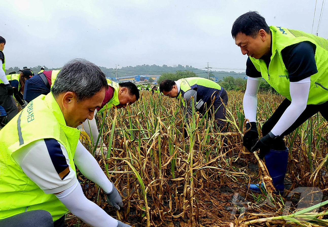 (홍성=뉴스1) 이동원 기자 = 충남세종농협(본부장 정해웅)과 한국국토정보공사 대전세종충남지역본부(본부장 김병완)는'범농협 한마음 농촌일손 집중 지원의 날'을 맞아 17일 홍성군 …