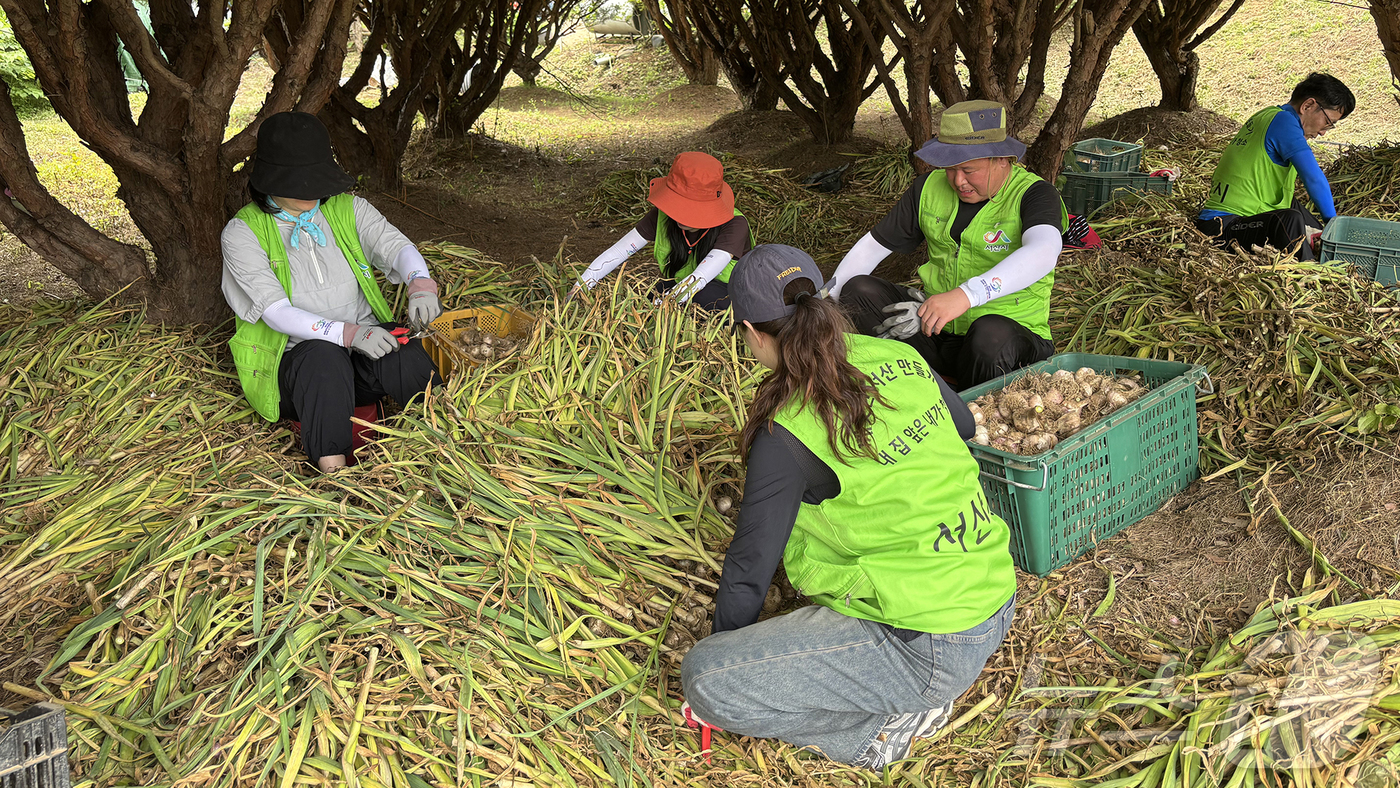 (서산=뉴스1) 이동원 기자 = 서산시 주택과 직원들이 지난 19일 서산시 성연면 소재 마늘 재배농가를 방문하여 농촌 일손 돕기 봉사활동을 실시했다.이번 활동은 본격적인 마늘 수확 …