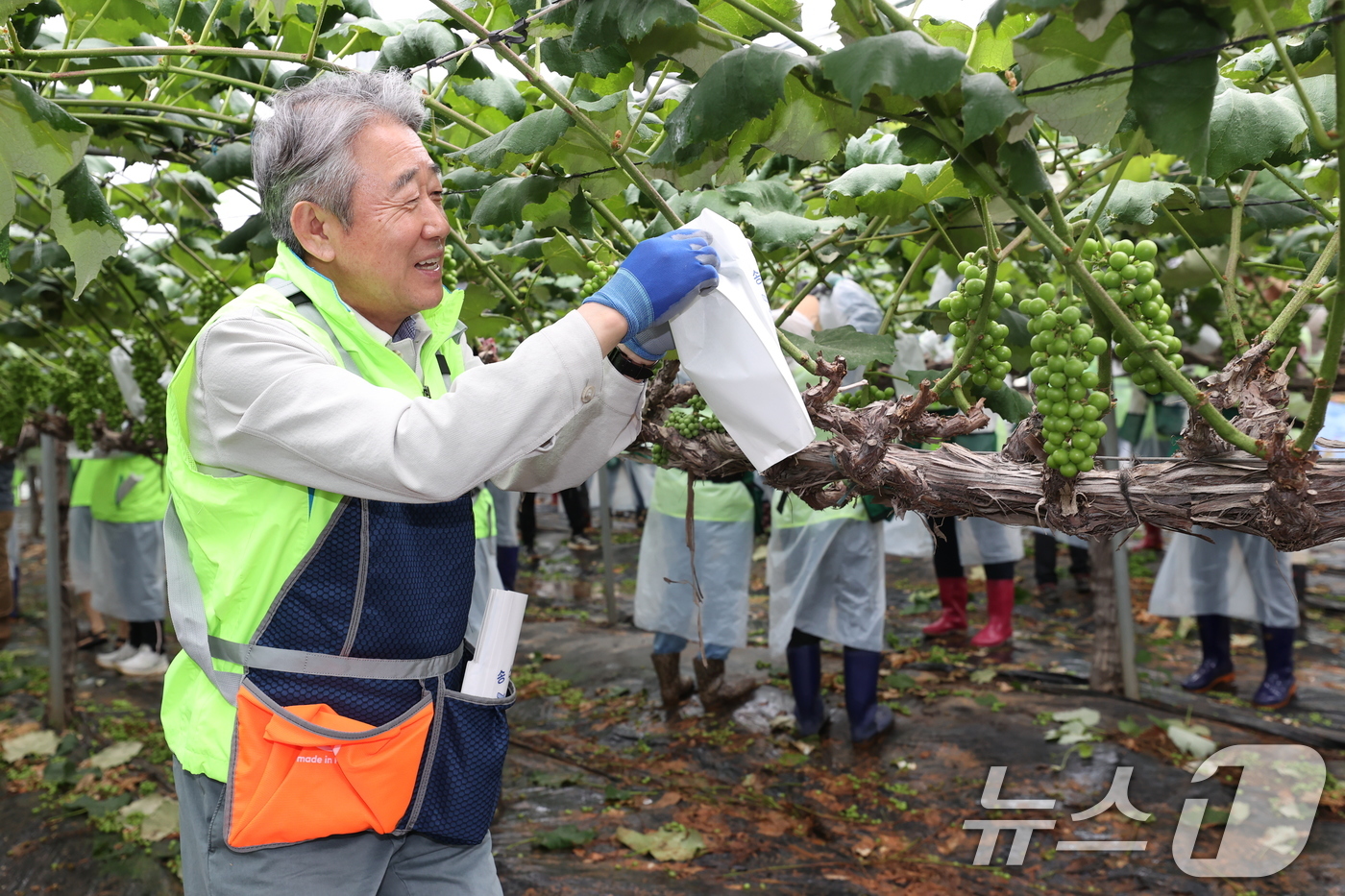 (서울=뉴스1) = 농협중앙회는 6월 20일을 '범농협 한마음 농촌일손 집중지원의 날'로 정하고 일손 돕기를 실시했다고 밝혔다.강호동 농협중앙회장이 경기 화성시 포도 농가에서 봉사 …