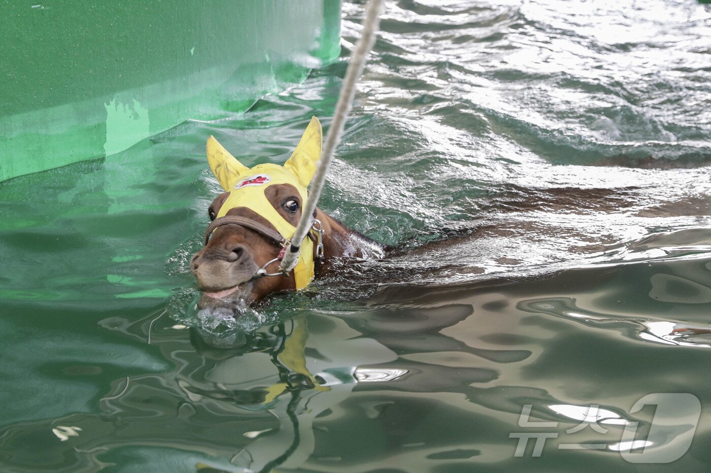본문 이미지 - 수영을 즐기고 있는 말의 모습. (한국마사회 제공) ⓒ News1 