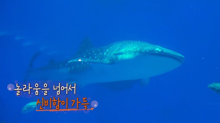 본문 이미지 - 채널S, SK브로드밴드