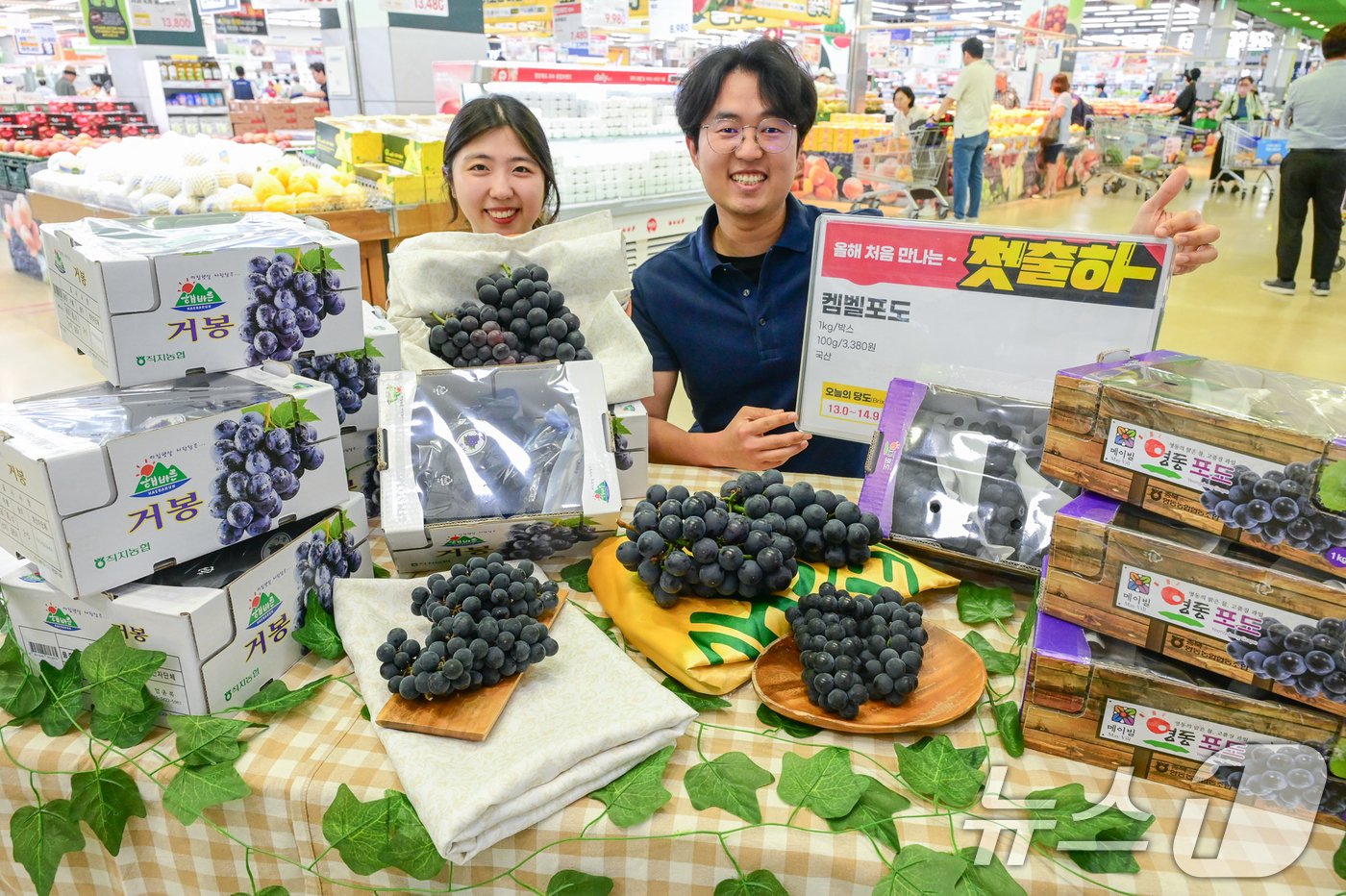 (서울=뉴스1) = 22일 서울 서초구 하나로마트 양재점에서 모델들이 올해 처음 판매하는 켐벨 포도를 소개하고 있다. (농협유통 제공. 재판매 및 DB 금지) 2025.6.22뉴스 …