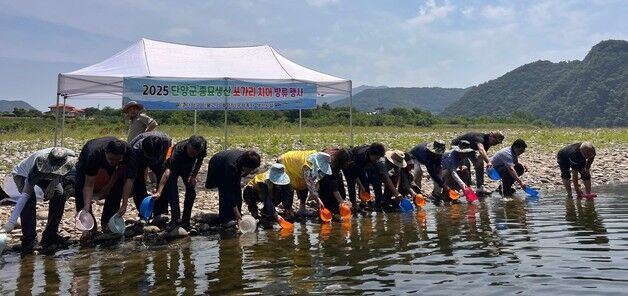 단양군, 쏘가리 치어 2만 마리 자연 서식지에 방류