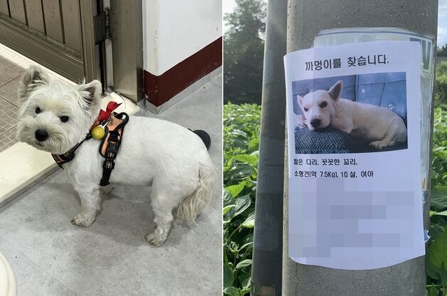 "얼마나 귀엽길래"…동네 아이들에게 납치당한 강아지 사연