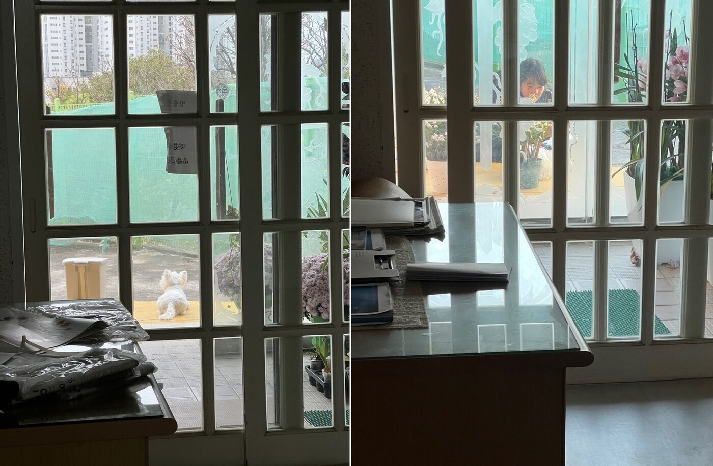 본문 이미지 - 마당에 앉아있다 손님 맞는 까멍이&#40;심서현 제공&#41; ⓒ 뉴스1