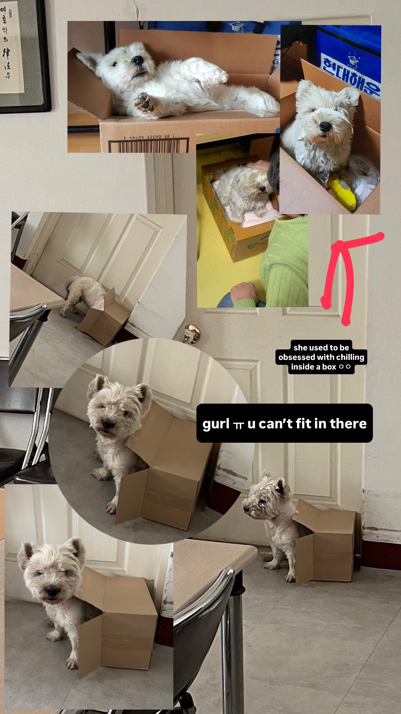 본문 이미지 - 까멍이의 박스 사랑&#40;심서현 제공&#41; ⓒ 뉴스1