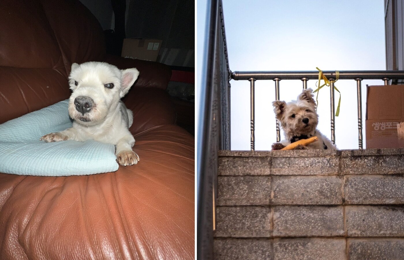 본문 이미지 - 까멍이의 귀여운 헤어 스타일&#40;심서현 제공&#41; ⓒ 뉴스1