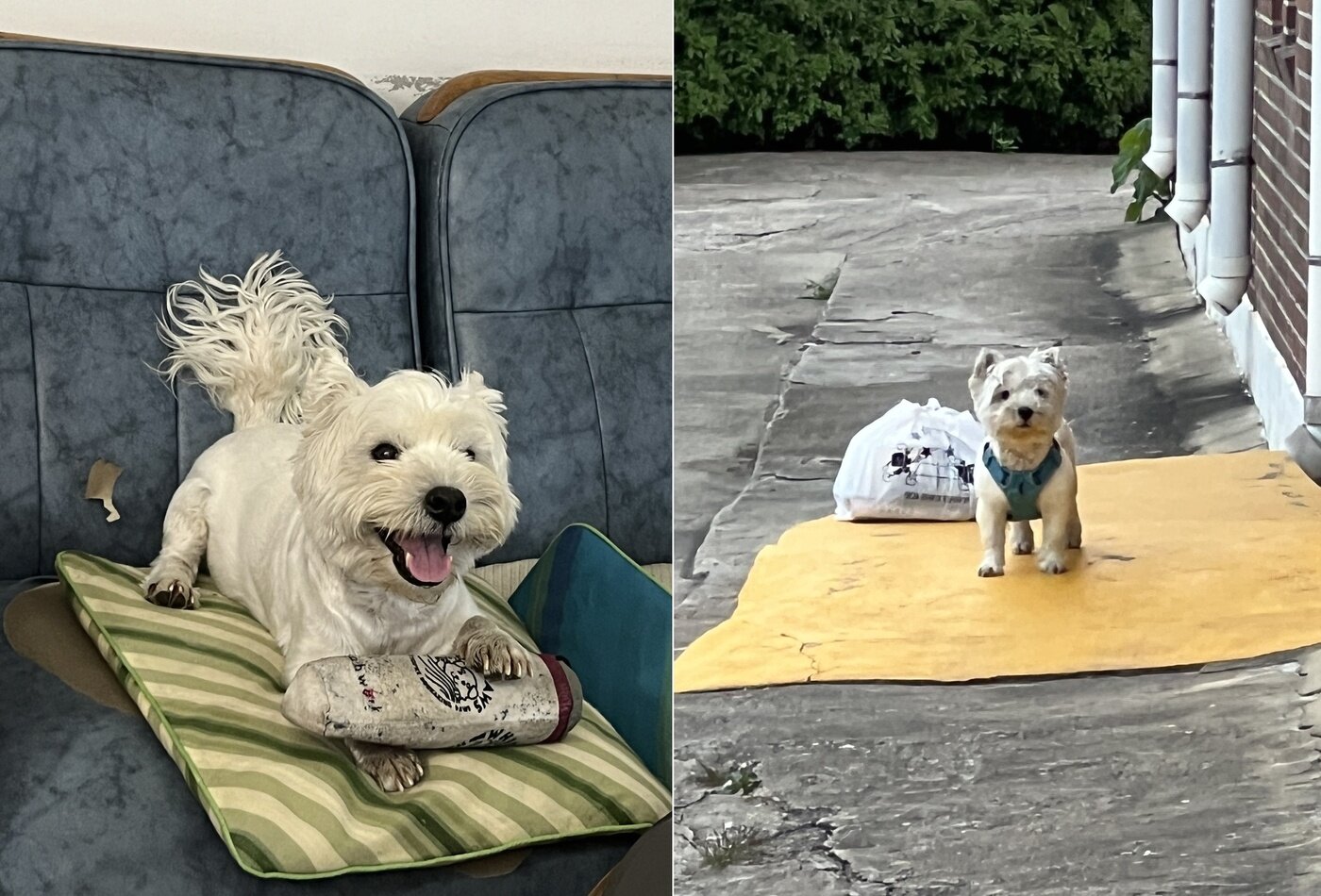 본문 이미지 - 집안과 마당을 자유롭게 다니며 지내는 까멍&#40;심서현 제공&#41; ⓒ 뉴스1