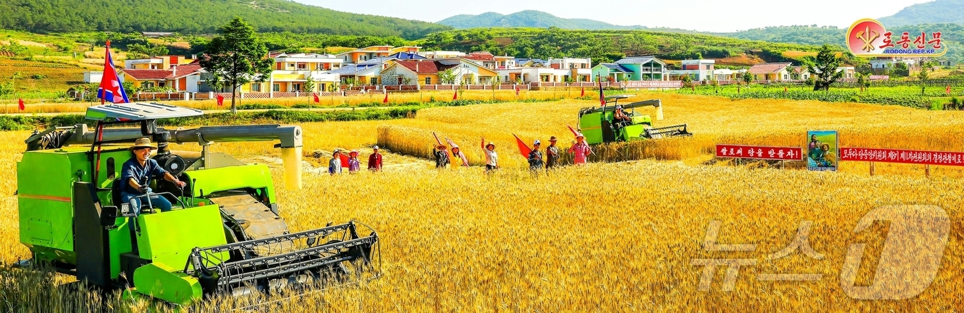 (평양 노동신문=뉴스1) = 북한 노동당 기관지 노동신문은 23일 농업부문 간부들과 근로자들, 지원자들이 "지금 충천한 기세로 밀, 보리가을과 낟알털기를 본때있게 다그치고 있다"고 …