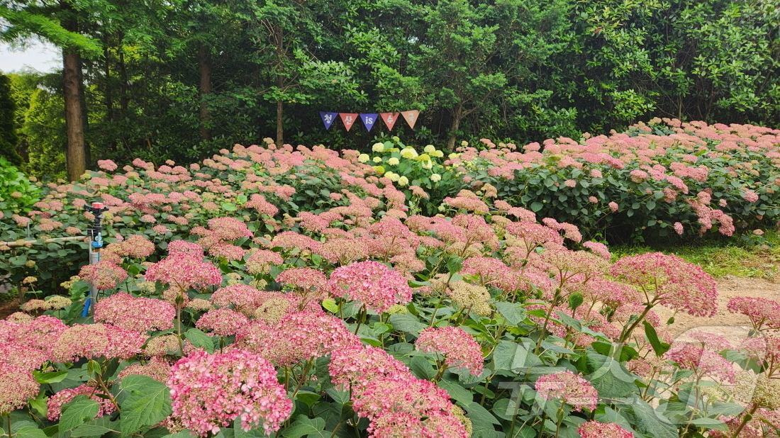 (태안=뉴스1) 이동원 기자 = 지난 19일 태안군 남면 신장리에 위치한 청산수목원에 여름철을 대표하는 다양한 수국들이 만개해 아름다움을 뽐내고 있다.청산수목원에는 이국적인 블루 …