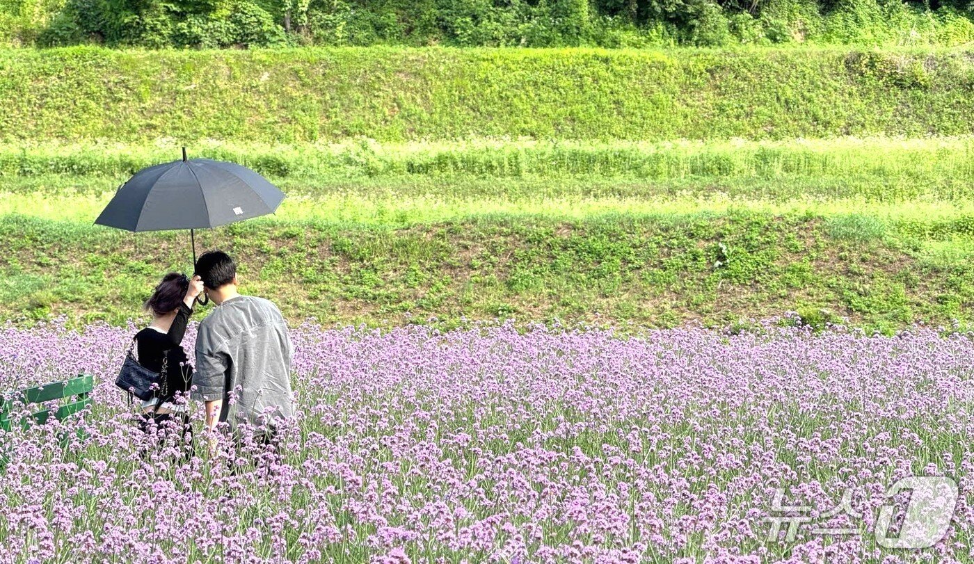 본문 이미지 - 단양군 가곡면 고운골 버베나 꽃밭.(단양군 제공, 재판매 및 DB금지) /뉴스1