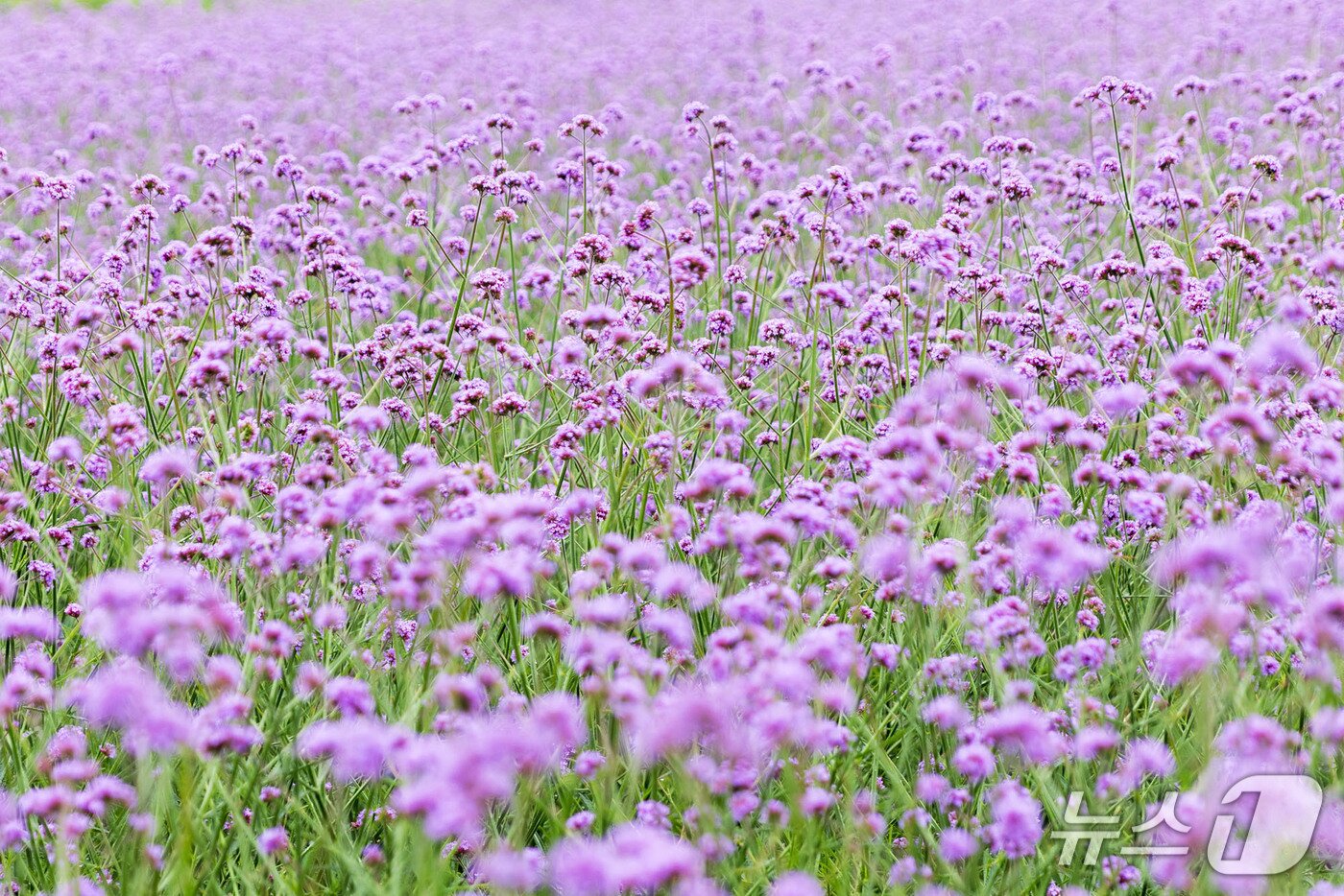 본문 이미지 -  단양군 가곡면 고운골 버베나 꽃밭.(단양군 제공, 재판매 및 DB금지) /뉴스1