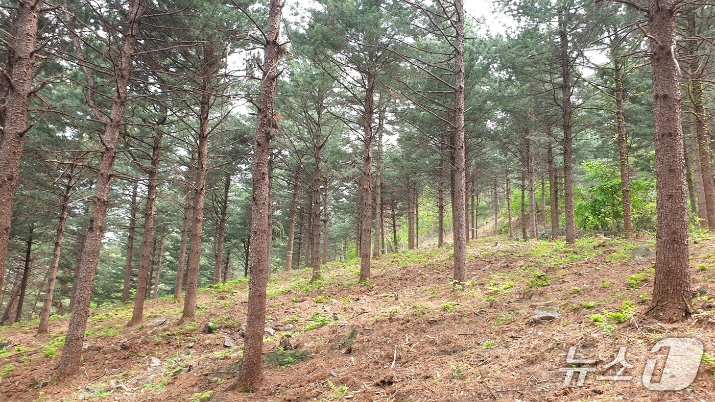 본문 이미지 - 영주관리소 산불예방 숲가꾸기 사업 후(산림청 제공.재판매 및 DB금지)/뉴스1 