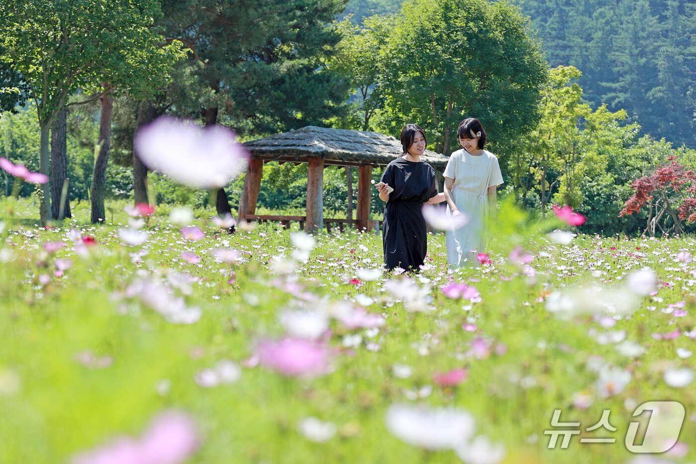 본문 이미지 - 한여름 장마철로 접어든 23일, 충북 괴산군 농업기술센터 일원에 여름 '살살이꽃'이 만개하자 여성들이 사진을 찍느라 여념이 없다.(괴산군 제공, 재판매 및 DB금지)/뉴스1