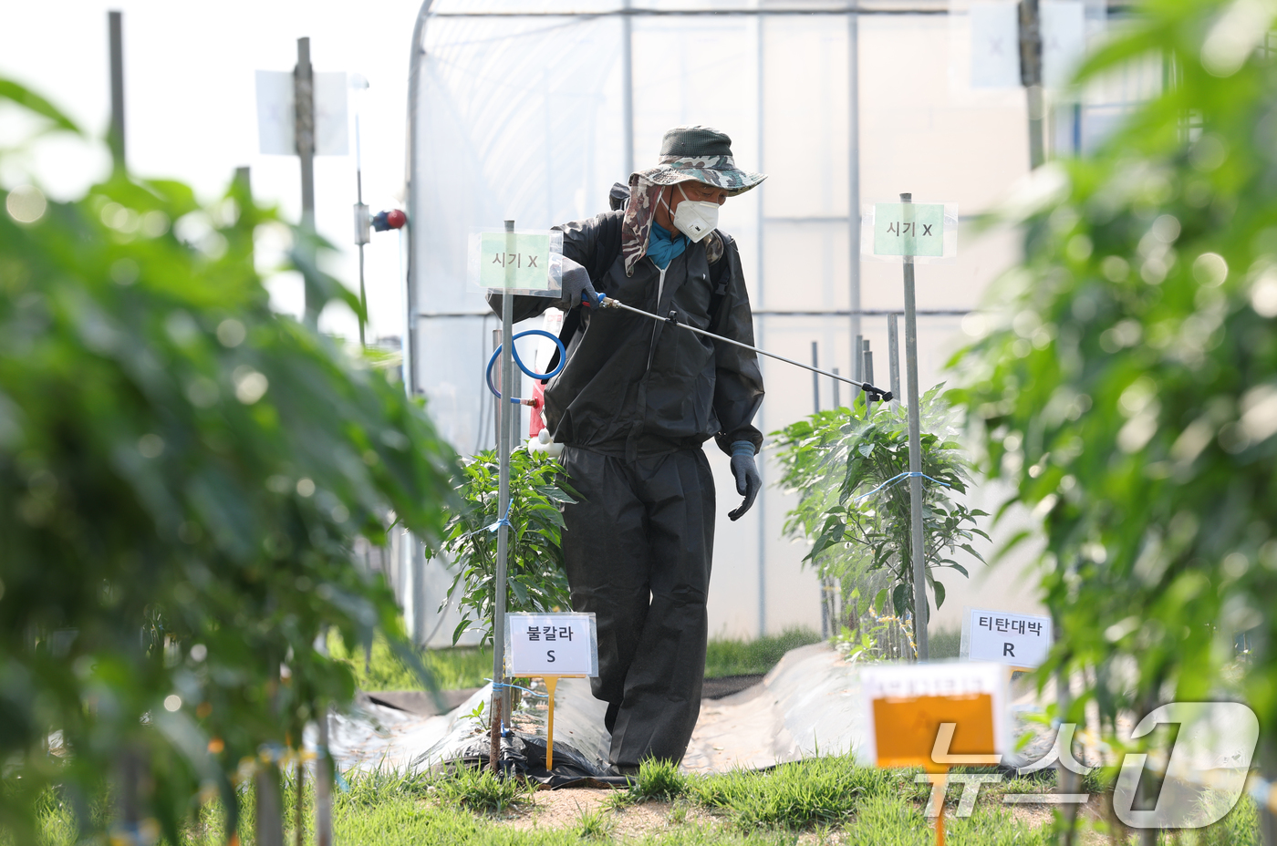 (화성=뉴스1) 김영운 기자 = 23일 오후 경기 화성시 경기도농업기술원 고추밭에서 관계자들이 장마철 탄저병 확산 예방을 위해 방제작업을 하고 있다. 2025.6.23/뉴스1