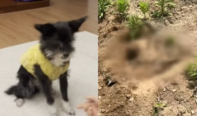 이웃집 반려견 매장한 남성 "난 모른다" 잡아떼더니 "전염병 걱정, 묻었다"