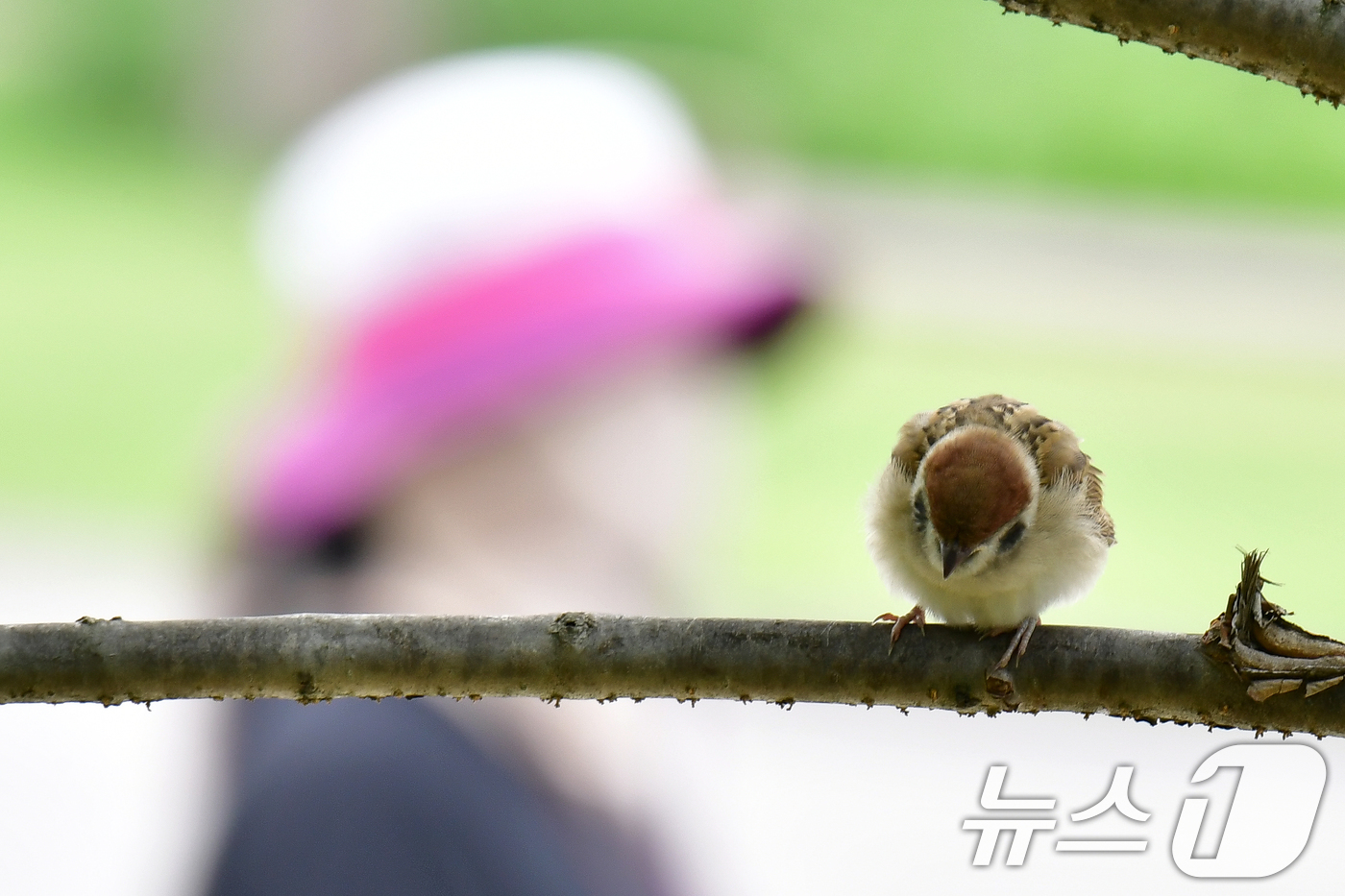 (포항=뉴스1) 최창호 기자 = 24일 경북 포항시 남구 대잠동 철길 숲 나뭇가지 위에 앉은 참새 한마리가 먹잇감을 지켜보고 있다.  2025.6.24/뉴스1