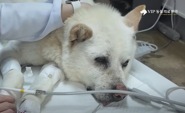 "살아있는 게 기적"…온몸에 수십개 총알 박힌 채 돌아다닌 백구