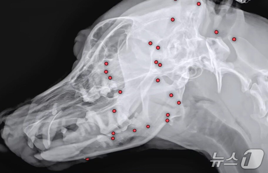 본문 이미지 - 온몸에 총알이 박힌 백구의 엑스레이 사진&#40;VIP동물동물의료센터 제공&#41; ⓒ 뉴스1