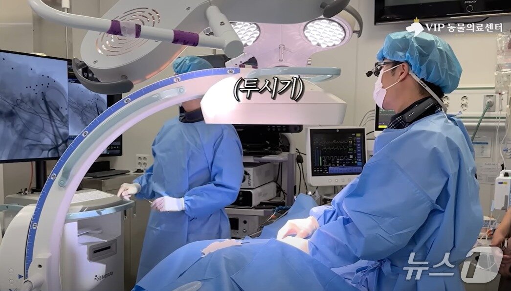 본문 이미지 - 백구가 동물병원에서 수술을 받고 있다&#40;VIP동물의료센터 제공&#41;. ⓒ 뉴스1