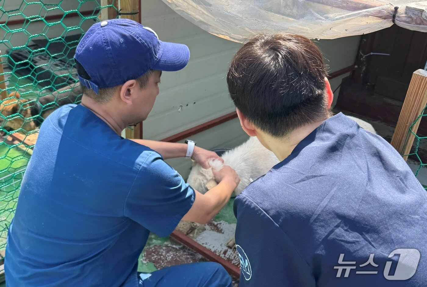본문 이미지 - 수의사들이 동물보호소에서 봉사를 하고 있다(경기도수의사회 제공) ⓒ 뉴스1