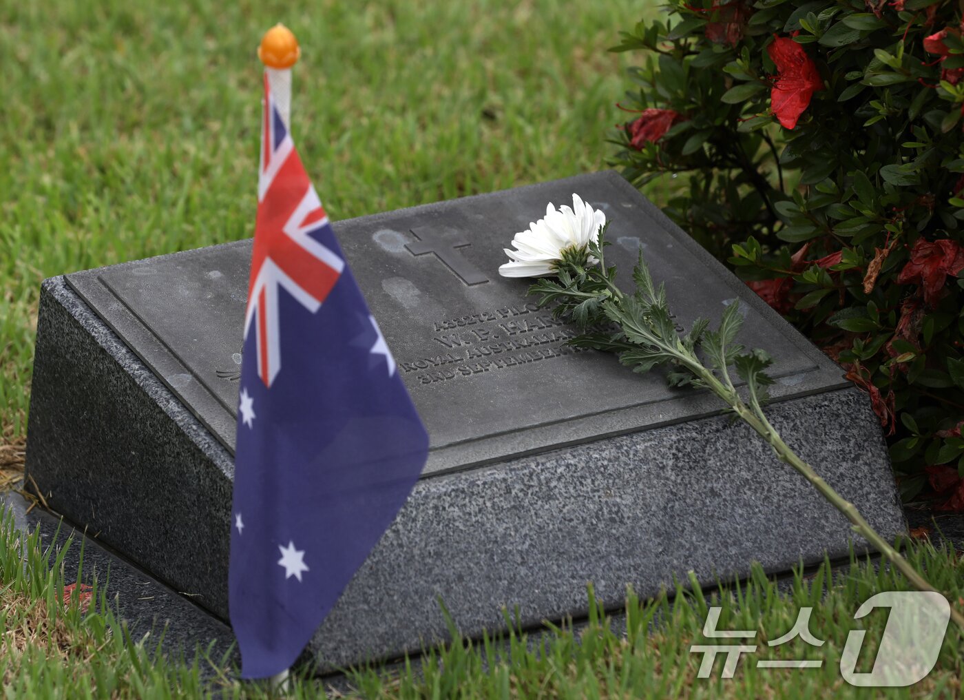 본문 이미지 - 25일 오전 부산 남구 유엔기념공원에서 열린 제75주년 6·25전쟁 참전 유엔전몰용사 추모제에서 유엔군 전몰장병 묘역에 국화꽃이 놓여 있다. 2025.6.25/뉴스1 ⓒ News1 윤일지 기자