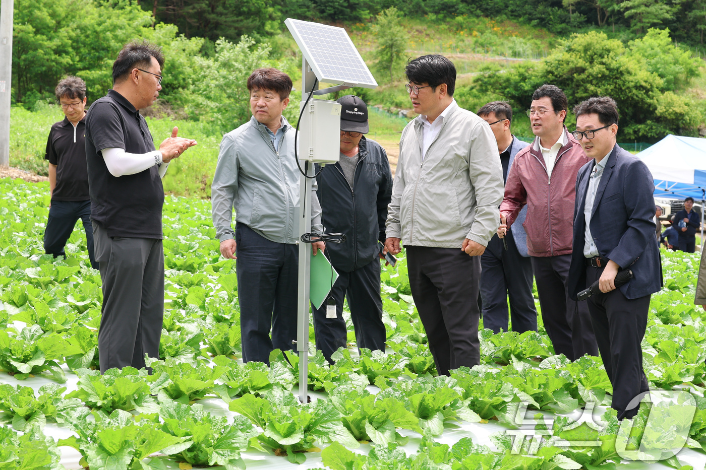 (서울=뉴스1) = 권재한 농촌진흥청장이 25일 강원도 평창군 여름배추 재배지에서 생육 상황을 점검하고 있다. (농촌진흥청 제공. 재판매 및 DB 금지) 2025.6.25/뉴스1