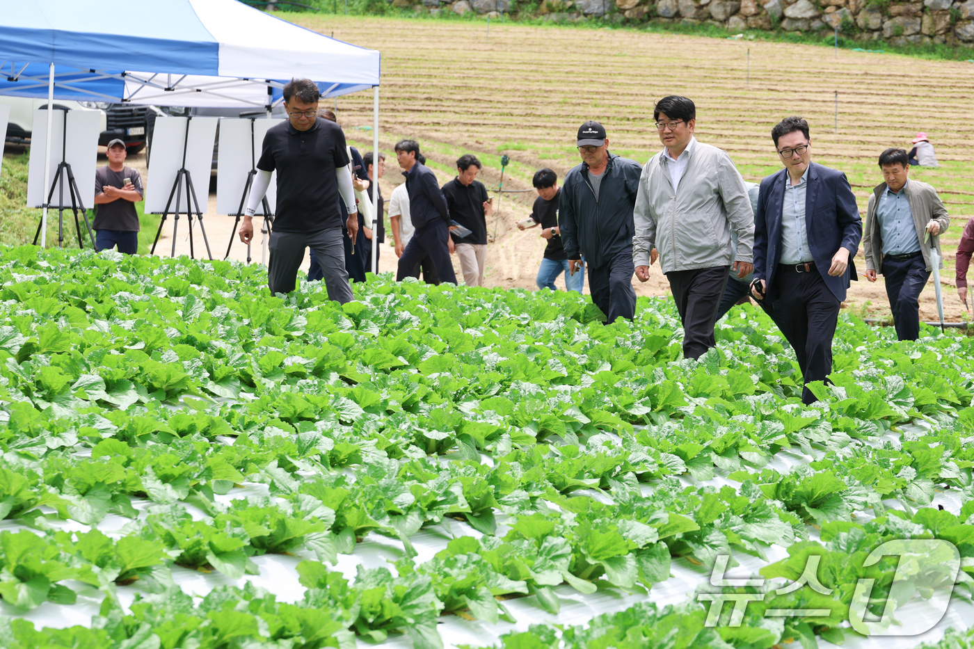 (서울=뉴스1) = 권재한 농촌진흥청장이 25일 강원도 평창군 여름배추 재배지에서 생육 상황을 점검하고 있다. (농촌진흥청 제공. 재판매 및 DB 금지) 2025.6.25/뉴스1