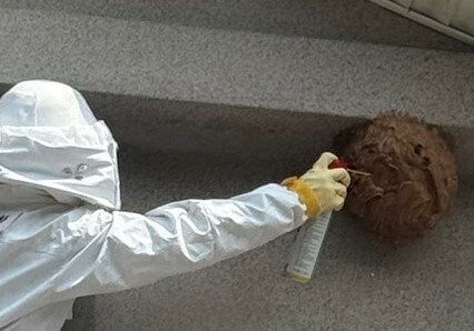 전남광주 화순 양떼목장서 벌떼에 11명 쏘여