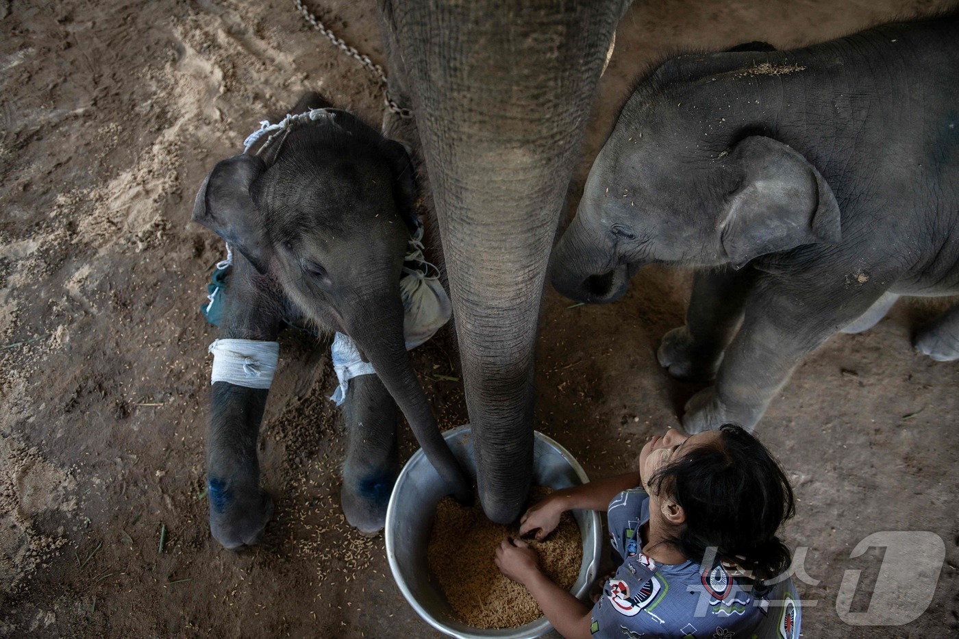 (파야르지 AFP=뉴스1) 권영미 기자 = 미얀마 바고 지역 파야르지에 위치한 윙가보 코끼리 보호소에서 24일(현지시간) 어미 코끼리 다리에 실수로 맞아 다친 10개월 아기 코끼리 …