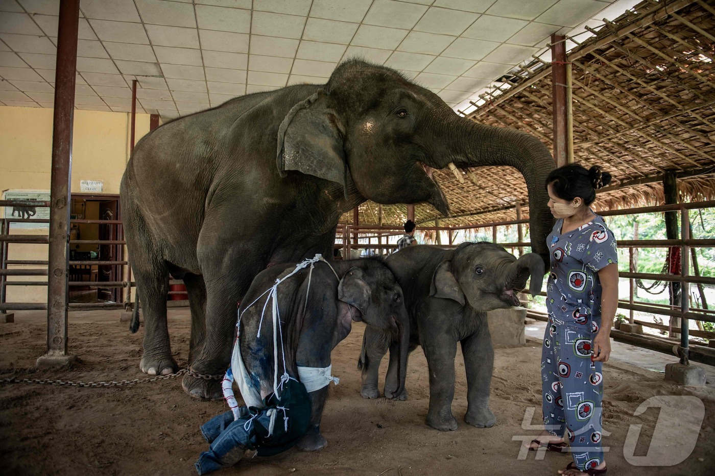 (AFP=뉴스1) 권영미 기자 = 미얀마 바고 지역 파야르지에 위치한 윙가보 코끼리 보호소에서 24일(현지시간) 어미 코끼리 다리에 실수로 맞아 다친 10개월 아기 코끼리가 가족과 …
