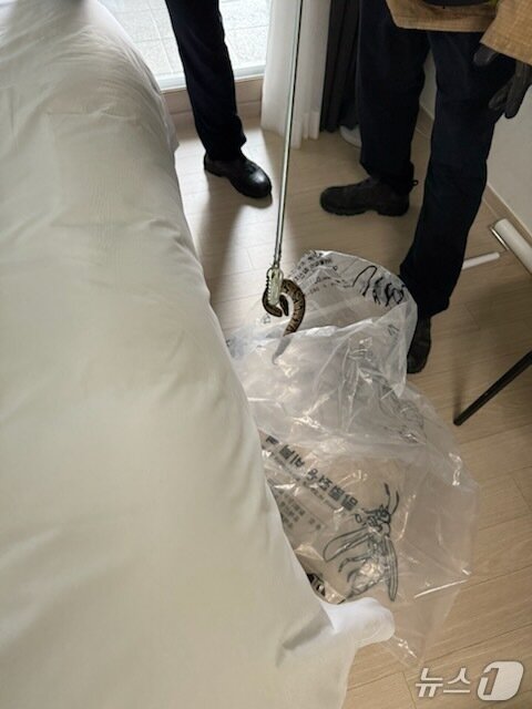 본문 이미지 - 양양의 한 호텔에서 발견된 볼파이톤.(강원도소방본부 제공, 재판매 및 DB금지)