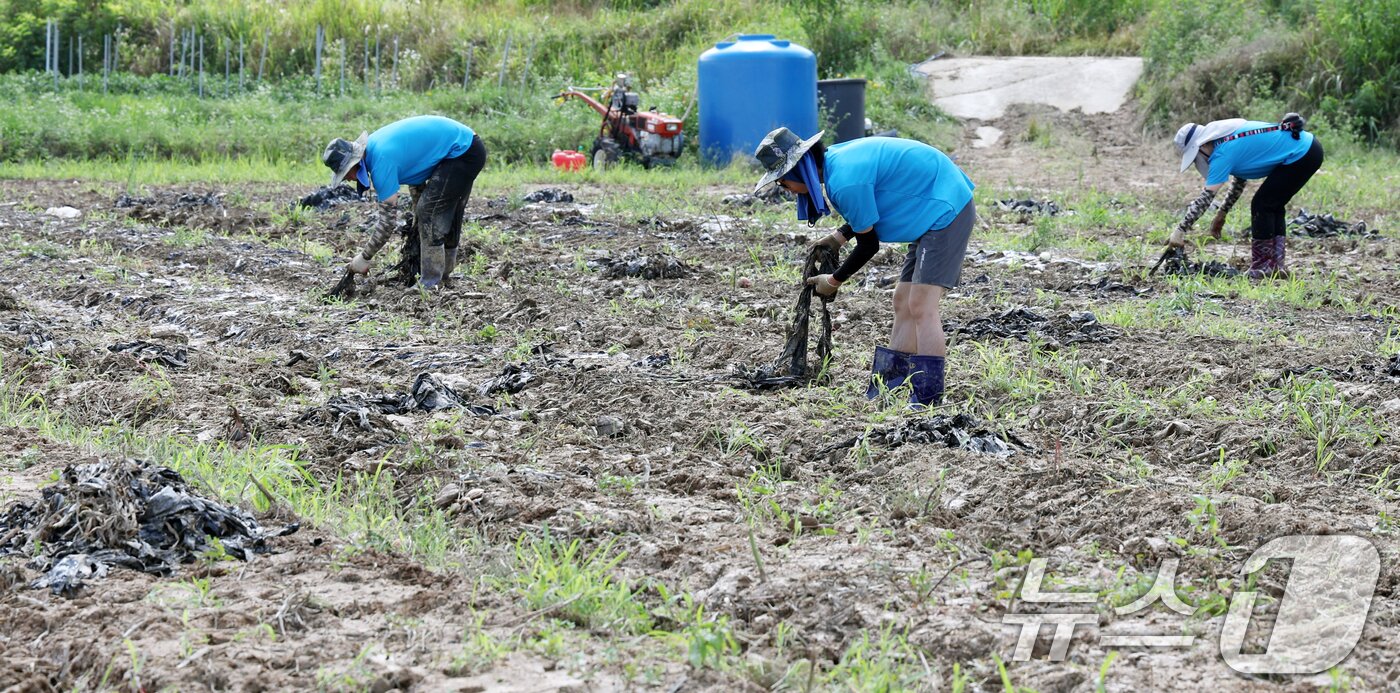 본문 이미지 - 농활체험에 참가한 외국인 유학생들이 전북 부안군 하서면 한 농가를 찾아 수확이 끝난 양파밭에서 멀칭비닐을 제거하고 있다. ⓒ News1 유경석 기자