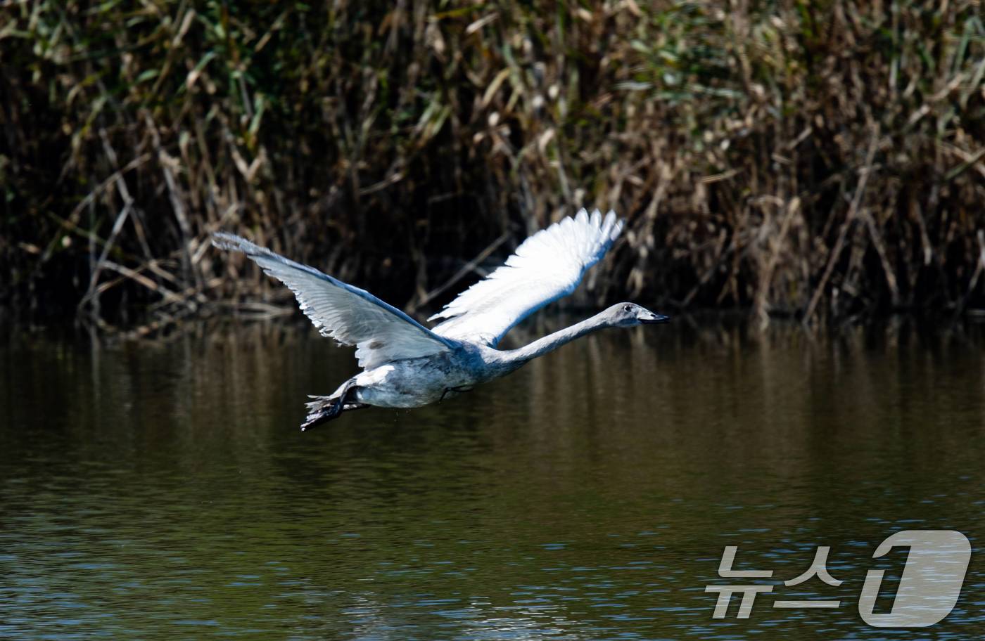 (서울=뉴스1) = 에버랜드는 에버랜드 동물원에서 자연 부화한 큰고니 '여름'이 야생 방사 프로젝트를 통해 국내 최초로 러시아  프리모르스키(연해주) 지역으로 이주에 성공했다고 2 …