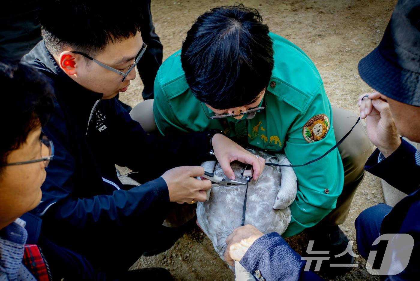 (서울=뉴스1) = 에버랜드는 에버랜드 동물원에서 자연 부화한 큰고니 '여름'이 야생 방사 프로젝트를 통해 국내 최초로 러시아  프리모르스키(연해주) 지역으로 이주에 성공했다고 2 …