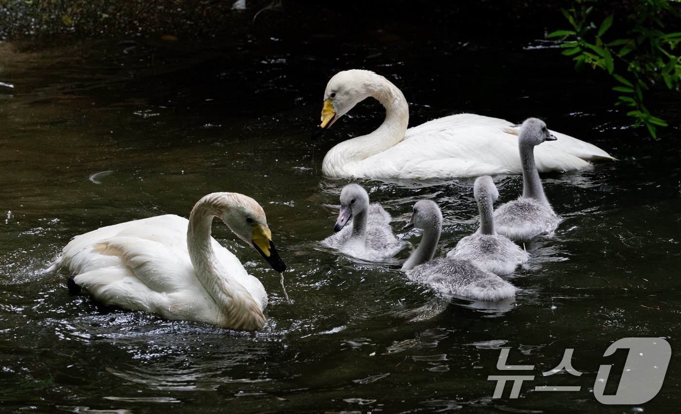 (서울=뉴스1) = 에버랜드는 에버랜드 동물원에서 자연 부화한 큰고니 '여름'이 야생 방사 프로젝트를 통해 국내 최초로 러시아  프리모르스키(연해주) 지역으로 이주에 성공했다고 2 …