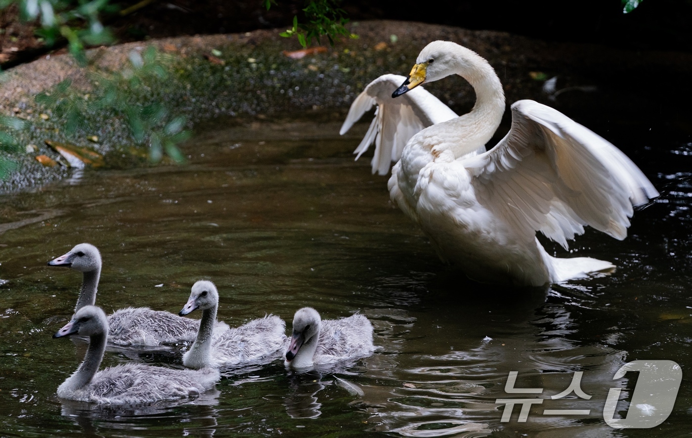 (서울=뉴스1) = 에버랜드는 에버랜드 동물원에서 자연 부화한 큰고니 '여름'이 야생 방사 프로젝트를 통해 국내 최초로 러시아  프리모르스키(연해주) 지역으로 이주에 성공했다고 2 …
