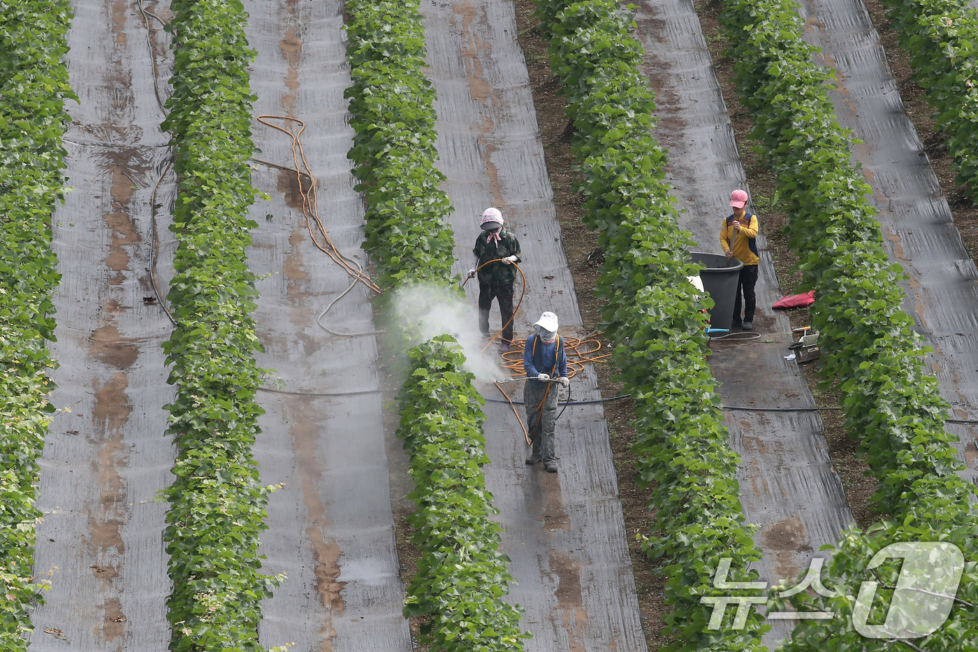 (대구=뉴스1) 공정식 기자 = 장마가 소강상태로 접어든 26일 오전 대구 수성구 한 포도밭에서 농민들이 병충해를 예방하기 위해 방제 작업을 하고 있다. 2025.6.26/뉴스1