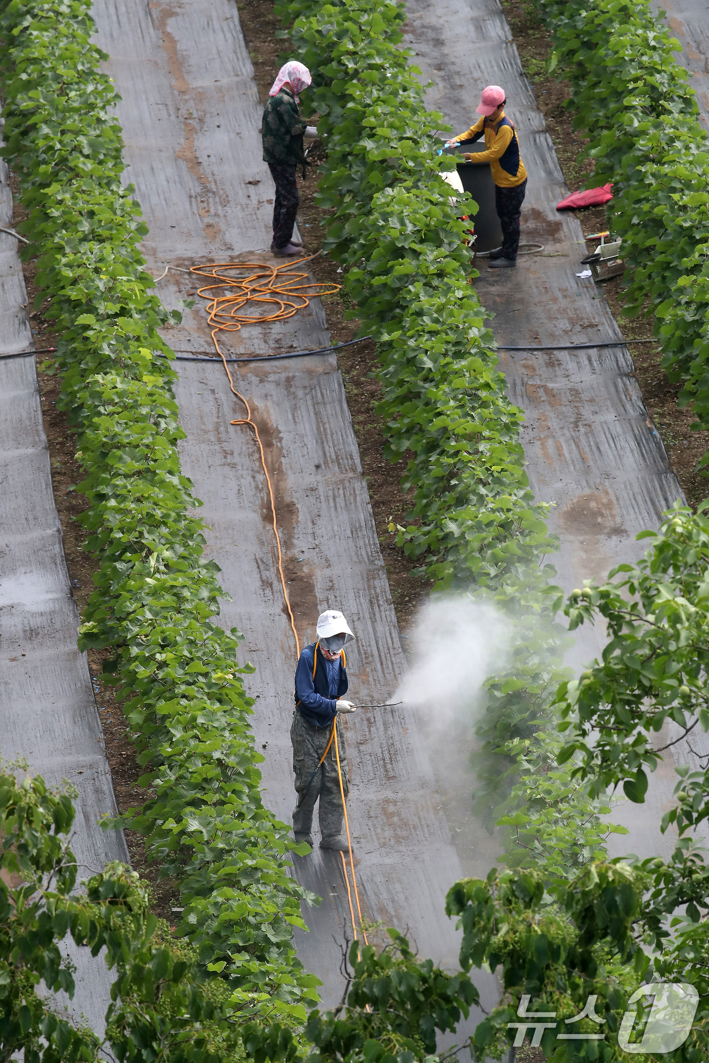 (대구=뉴스1) 공정식 기자 = 장마가 소강상태로 접어든 26일 오전 대구 수성구 한 포도밭에서 농민들이 병충해를 예방하기 위해 방제 작업을 하고 있다. 2025.6.26/뉴스1