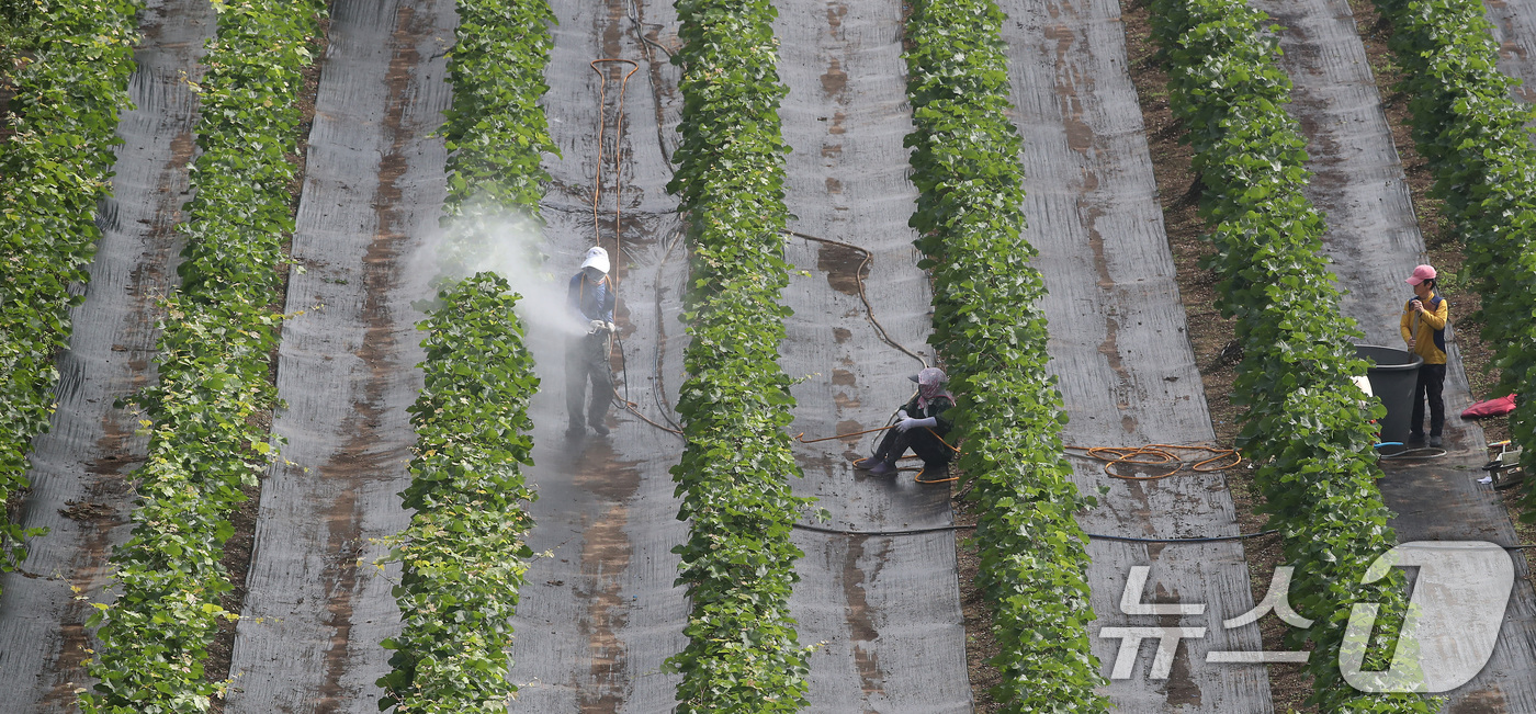 (대구=뉴스1) 공정식 기자 = 장마가 소강상태로 접어든 26일 오전 대구 수성구 한 포도밭에서 농민들이 병충해를 예방하기 위해 방제 작업을 하고 있다. 2025.6.26/뉴스1