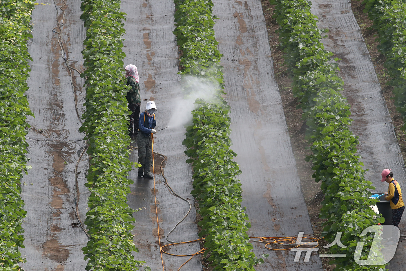 (대구=뉴스1) 공정식 기자 = 장마가 소강상태로 접어든 26일 오전 대구 수성구 한 포도밭에서 농민들이 병충해를 예방하기 위해 방제 작업을 하고 있다. 2025.6.26/뉴스1