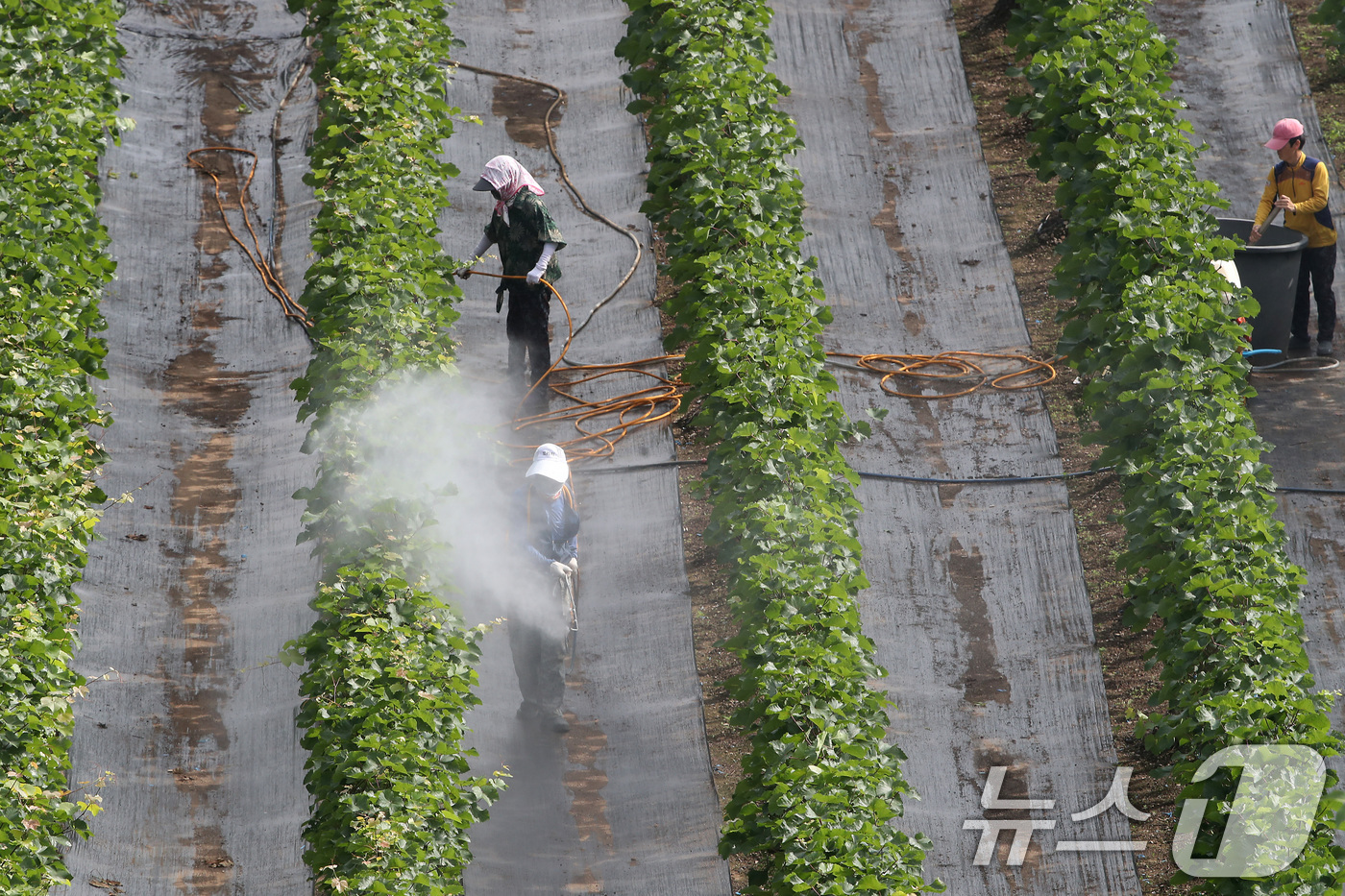 (대구=뉴스1) 공정식 기자 = 장마가 소강상태로 접어든 26일 오전 대구 수성구 한 포도밭에서 농민들이 병충해를 예방하기 위해 방제 작업을 하고 있다. 2025.6.26/뉴스1