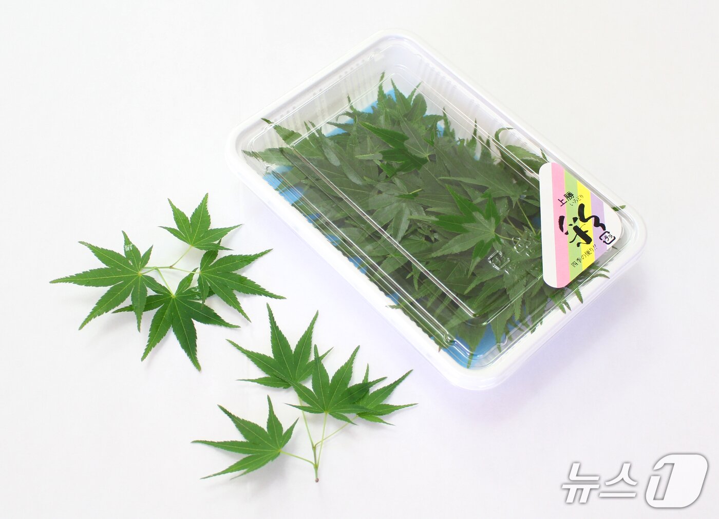 본문 이미지 - 일본 전국으로 납품되는 가마카쓰 잎사귀(IRODORIco,ltd 제공)