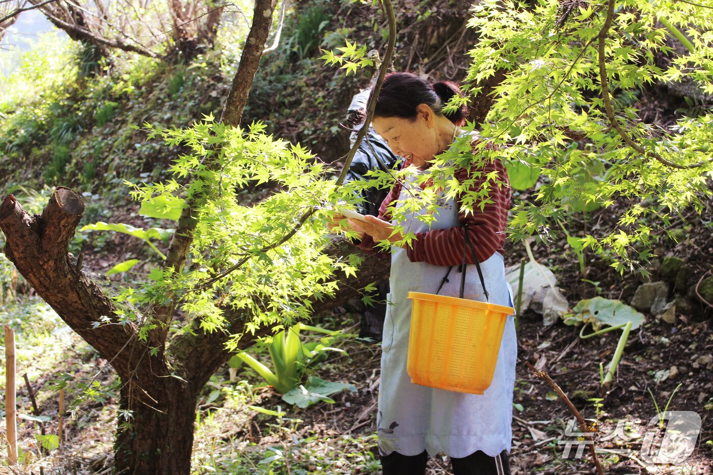 본문 이미지 - 태블릿으로 잎사귀 주문을 받는 가마카쓰의 할머니 사업자(IRODORIco,ltd 제공)