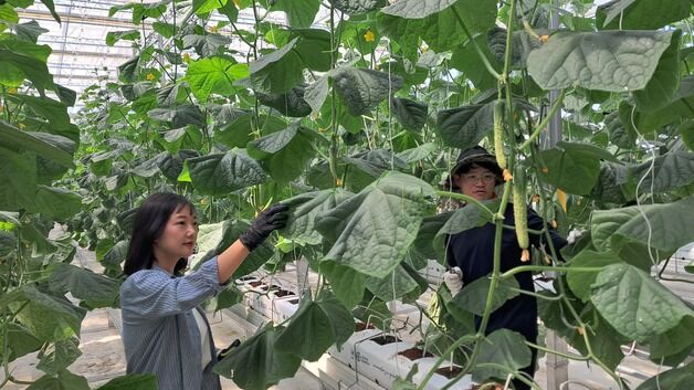 '청년농업인 양성' 천안 스마트팜 사관학교, 첫 오이 출하