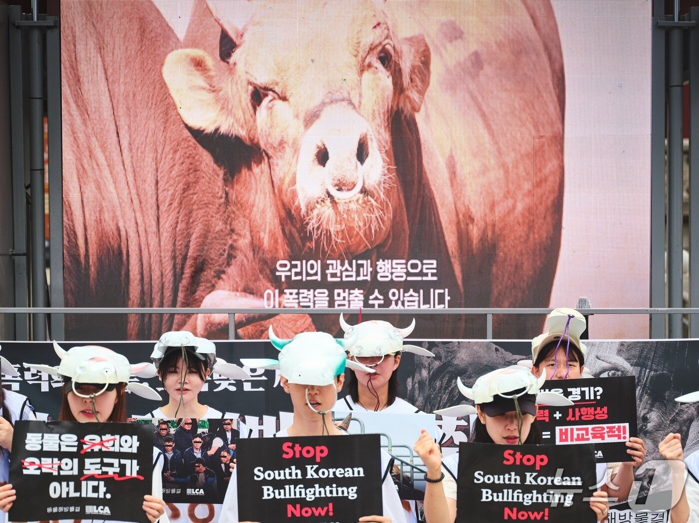 본문 이미지 - &#39;소싸움 폐지 촉구 시민행동&#39;은 26일 보신각 앞에서 소싸움 폐지를 촉구했다&#40;동물해방물결 제공&#41;. ⓒ 뉴스1