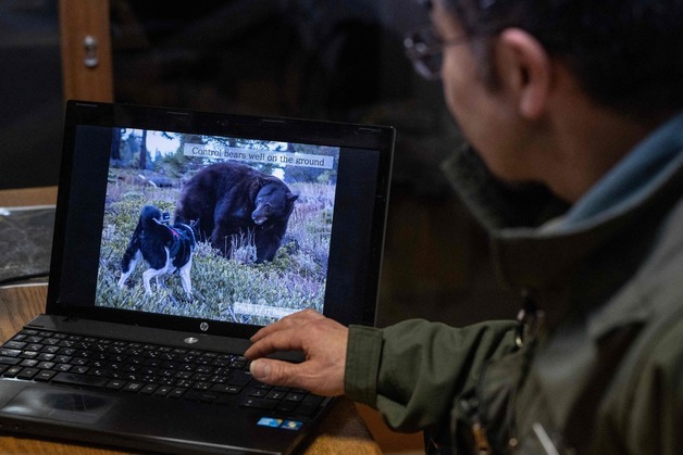 "큰 개인줄 알았다"…새끼 곰과 싸운 日 50대 남성