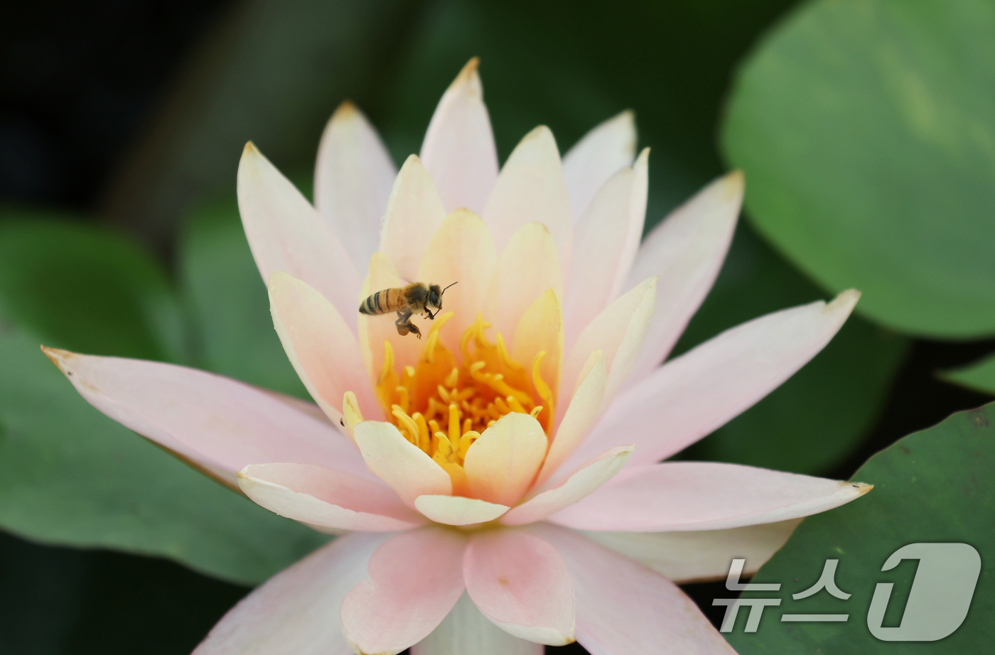 (의왕=뉴스1) 김영운 기자 = 장마가 소강 상태를 보인 27일 경기 의왕시 왕송호수 연꽃습지에서 꿀벌이 수련 속에서 꿀을 따고 있다. 2025.6.27/뉴스1